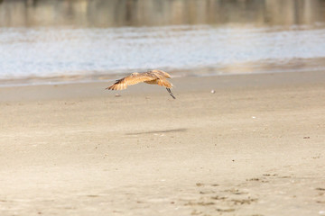 Marbled Godwit (Zarapito Moteado) Latin Name: Limosa Fedoa. Wetland. Tongoy. Chile