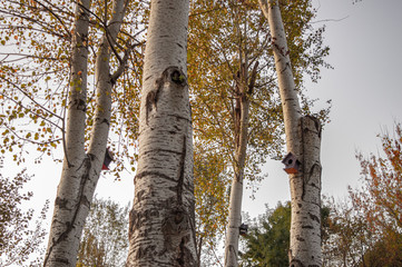 bird house on oak tree in autumn