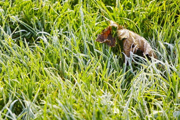 frost on the grass, the first frost in autumn. Sunny morning after a frosty night, change of season. cold snap, frozen plants