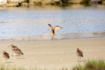 Marbled Godwit (Zarapito Moteado) Latin Name: Limosa Fedoa. Wetland. Tongoy. Chile