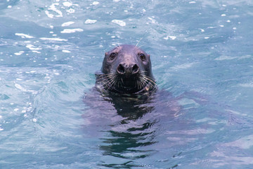 Fototapeta premium Seal Staring Down the Lens