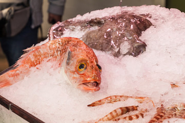 Fish at a stall in Mercado de San Miguel market in Madrid, Spain