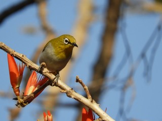 A small beautiful bird searching for nectar in flowers - Oriental white eye. 