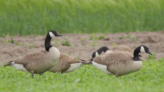 wild goose eating on field