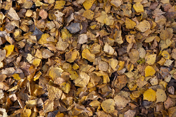 Yellow fallen leaves. Autumn background of leaves