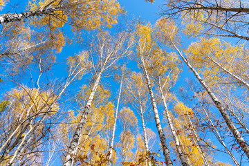 Fototapeta premium Yellow crown of birch in the fall against the blue sky. Birch trunk with a yellow crown.
