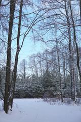 Fototapeta premium Beautiful winter landscape in a snowy forest. Beautiful Christmas trees in a snowdrift and snowflakes. Stock photo for new year