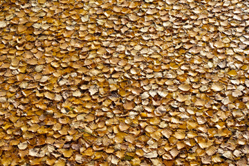 Yellow fallen leaves on the water. Autumn background from leaves. Saturated color.