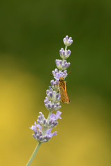 Naklejka na ściany i meble Butterfly and lavenders, Auvergne, France.