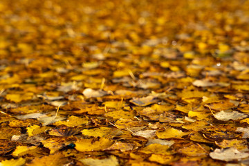 Yellow fallen leaves on the water. Autumn background from leaves. Saturated color.