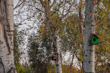 Fototapeta premium bird house on oak tree in autumn 