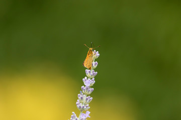 Butterfly and lavenders, Auvergne, France.