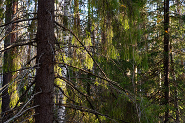 morning sunlight through the dense spruce forest