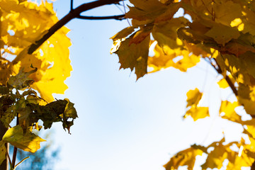 Yellow maple leaves. Close-up of autumn leaves