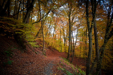 Fototapeta na wymiar Dreamy mystic scene of autumn colors in the forest 