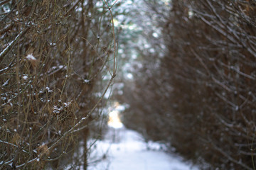 Rada planted pines and their crown. Winter's tale and Christmas trees. Beautiful background for design