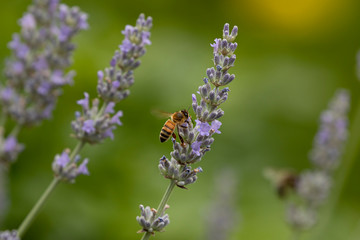 Bee and lavenders, Auvergne, France.