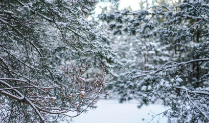 Beautiful winter background with pine in a snowy forest. Beautiful Christmas trees in a snowdrift and snowflakes. Stock photo for the new year