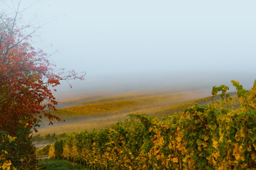 Foggy autumn morning in Mosel Valley in Germany