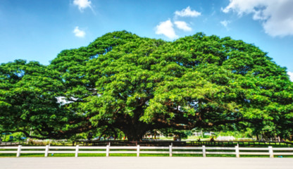 Blur big tree with blue sky background.