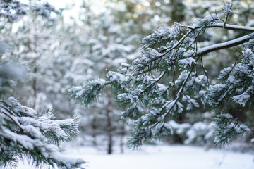 Beautiful winter background with pine in a snowy forest. Beautiful Christmas trees in a snowdrift and snowflakes. Stock photo for the new year