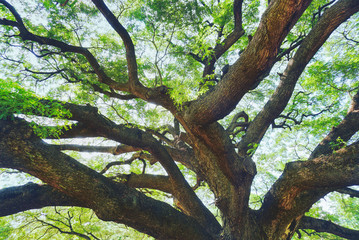 Fototapeta na wymiar Branch of big tree on sunny background