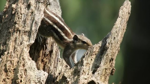 The Indian palm squirrel Funambulus palmarum jumping in tree trunk in search of foods. 4K Video