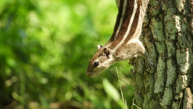 The Indian palm squirrel Funambulus palmarum jumping in tree trunk in search of foods. 4K Video