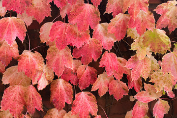 Virginia creeper leaves ( Parthenocissus quinquefolia) in autumn colours, wet from rain.