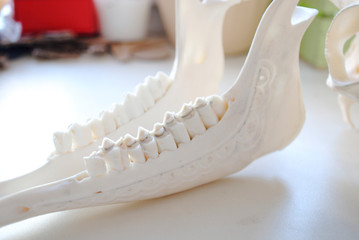 carved lower jaw of a goat