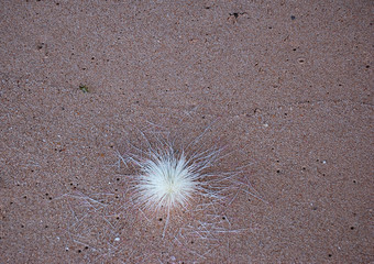 A night flower on the sand, Sri Lanka