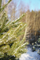 Beautiful winter background with pine in a snowy forest. Beautiful Christmas trees in a snowdrift and snowflakes. Stock photo for the new year