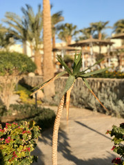 palm trees