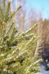 Beautiful winter background with pine in a snowy forest. Beautiful Christmas trees in a snowdrift and snowflakes. Stock photo for the new year