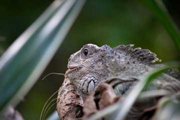  iguana