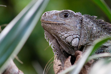  iguana