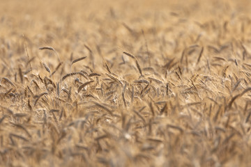 Fields of wheat, Auvergne, France.