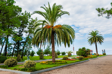 Fototapeta na wymiar Beautiful palm trees and flowerbed with multicolored flowers in the park, Batumi