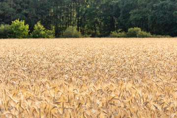 Fields of wheat, Auvergne, France.
