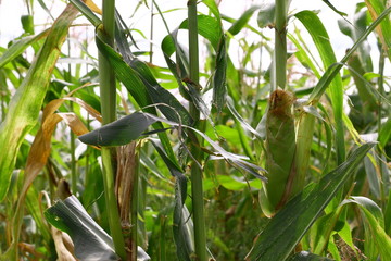 Cornfield. Ears of corn and stalks.