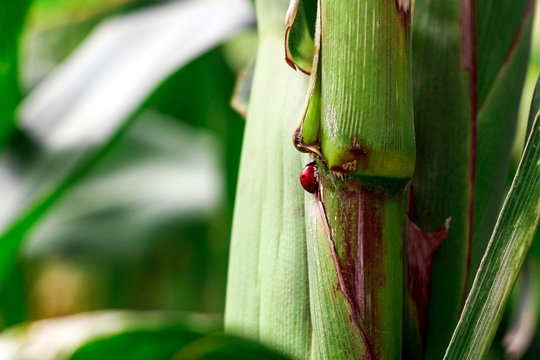 Ladybug on green corn stalk. - Powered by Adobe