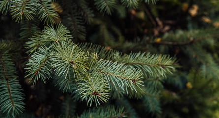 Texture of Christmas tree branches. A nice green fir branches. Atmospheric background for the mood of winter holidays. Close up.