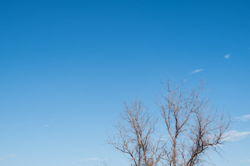 Large tree with leafless branches on a sunny autumn day, over a blue sky with few clouds