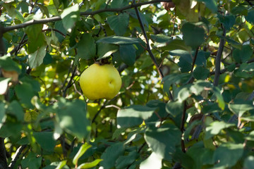 Large quince with a recess on the peel of the fetus. Uncollected quince fruits hang on tree branches with lush green leaves in early autumn. Organic gardening