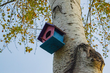 bird house on oak tree in autumn 