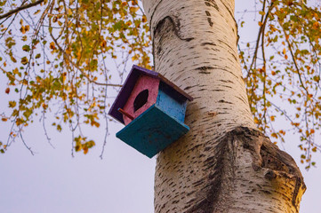 bird house on oak tree in autumn 