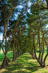 Alley with tall trees in the park