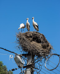 Fototapeta premium Three white storks in a big destroyed nest on electric pole among wires in Transylvania village. Romania