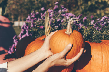 Autumn harvest of pumpkins.