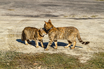 Two cats bask in the autumn sun.